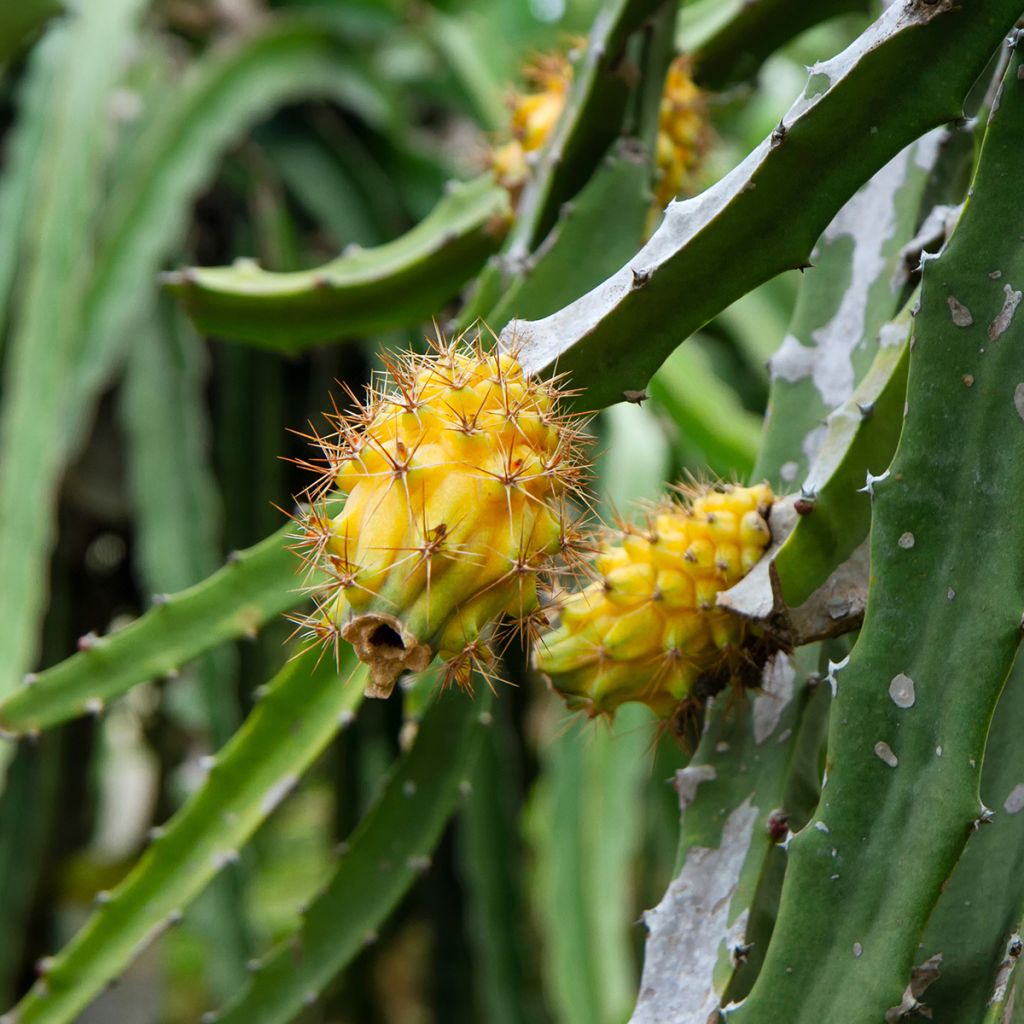 Hylocereus megalanthus - Yellow Pitahaya 