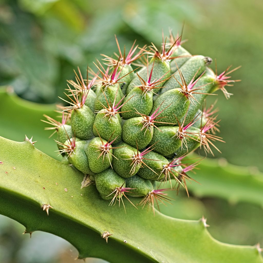 Hylocereus megalanthus - Yellow Pitahaya 