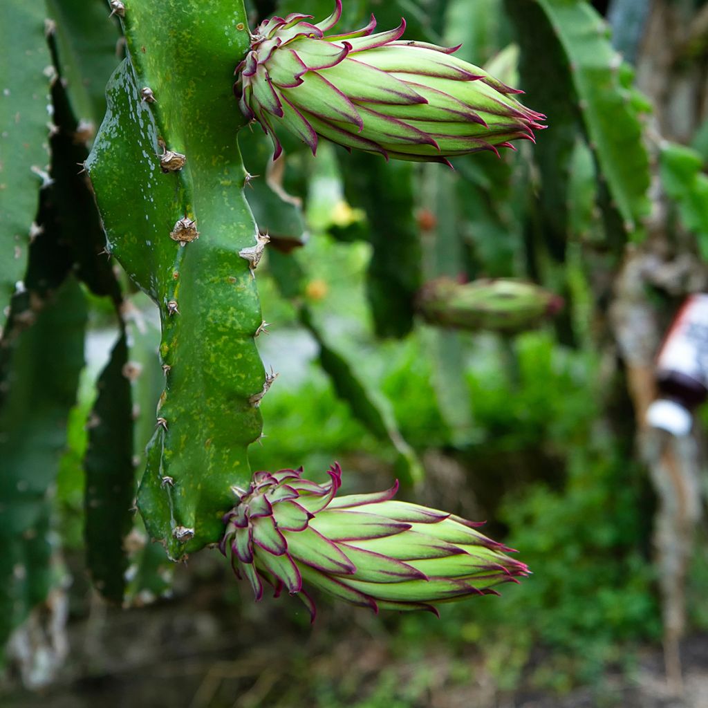 Hylocereus megalanthus - Yellow Pitahaya 