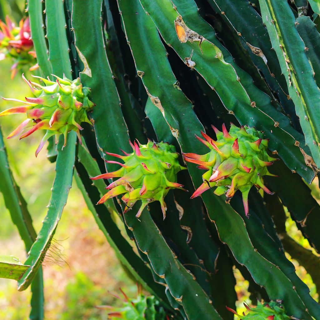 Hylocereus undatus 