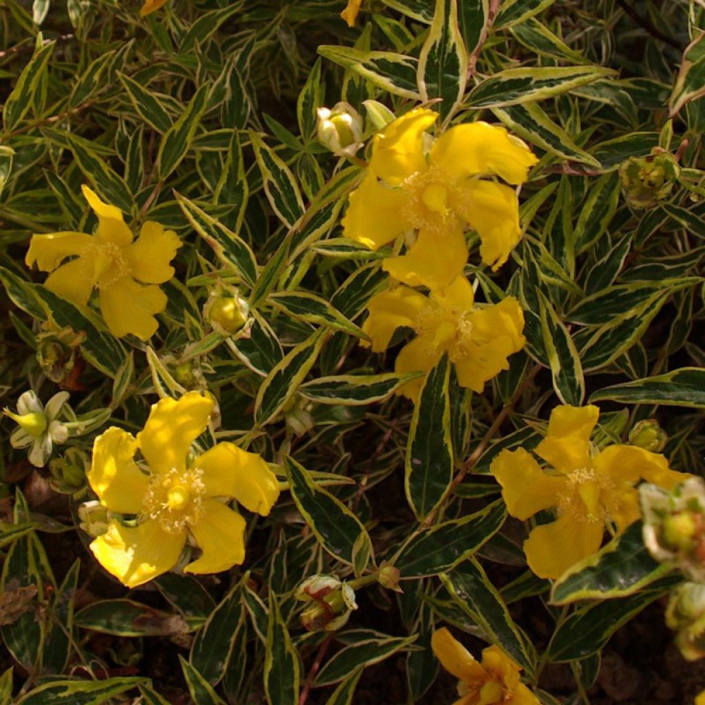 Hypericum Hidcote Limelight