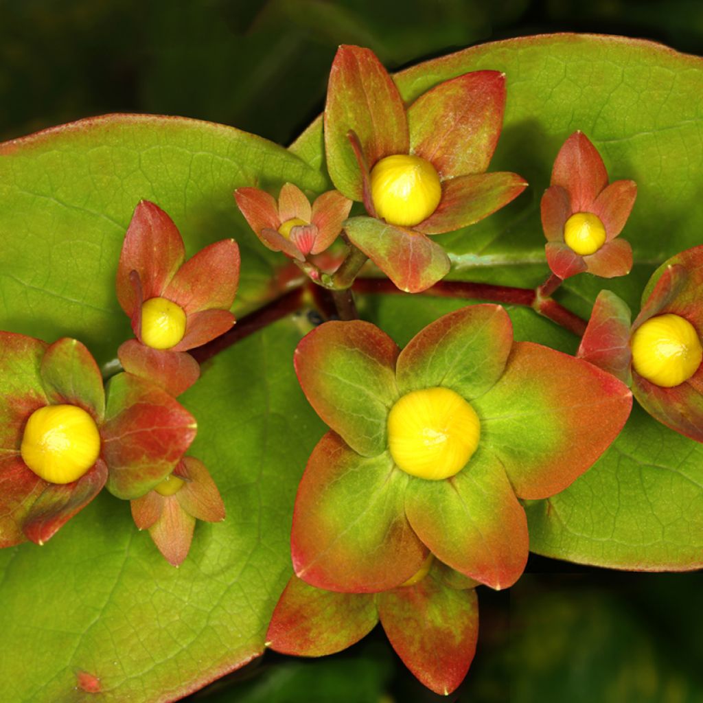 Hypericum inodorum Magical Red Flame KOLMAREF - St. John's wort