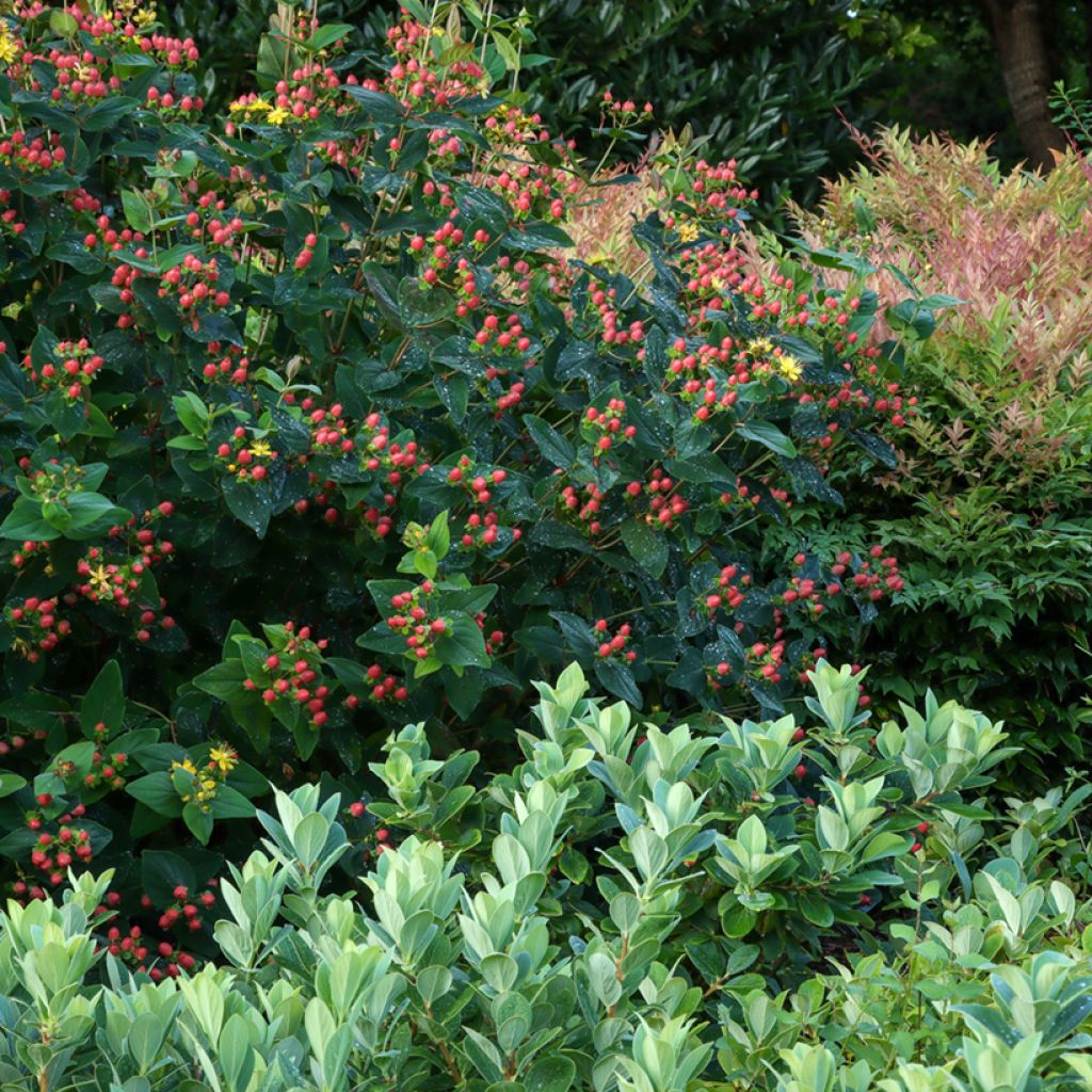 Hypericum inodorum Magical Red Flame KOLMAREF - St. John's wort