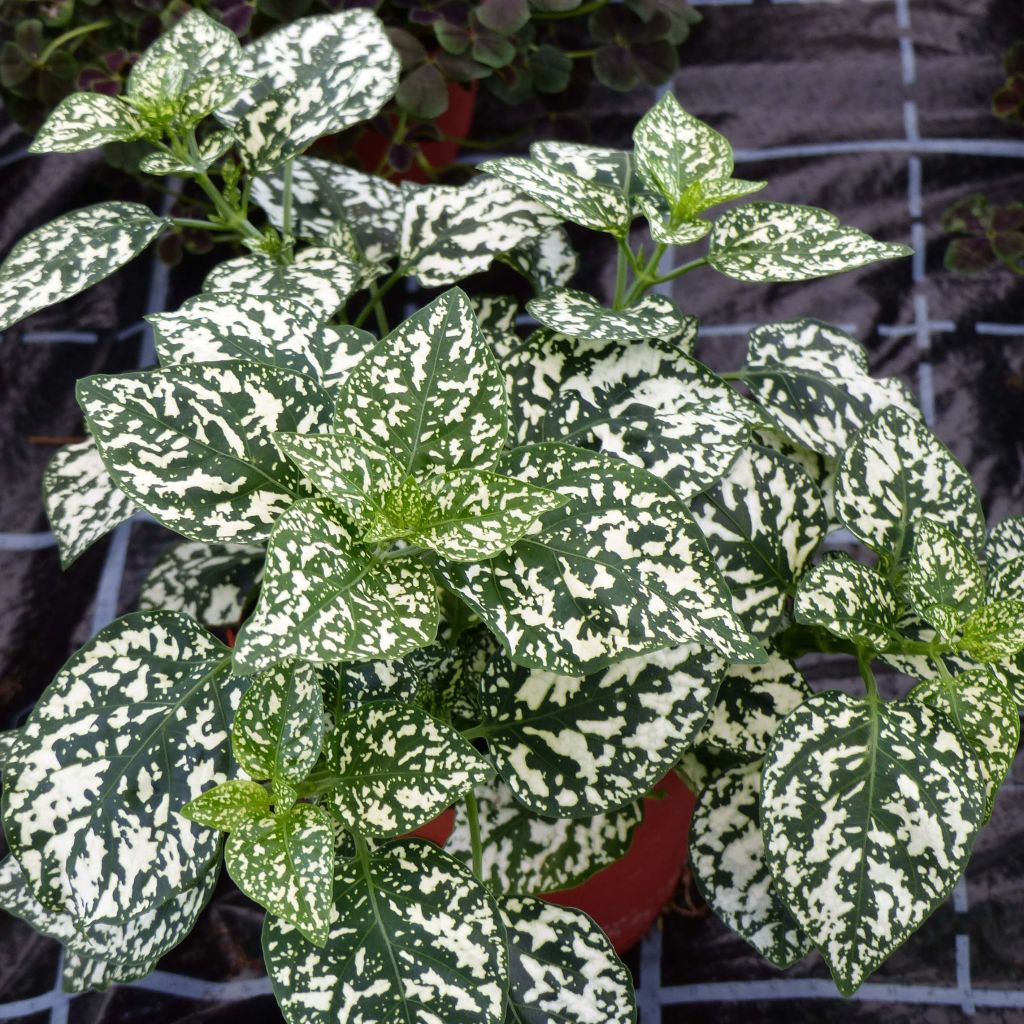 Hypoestes Hippo White Mini-mottes