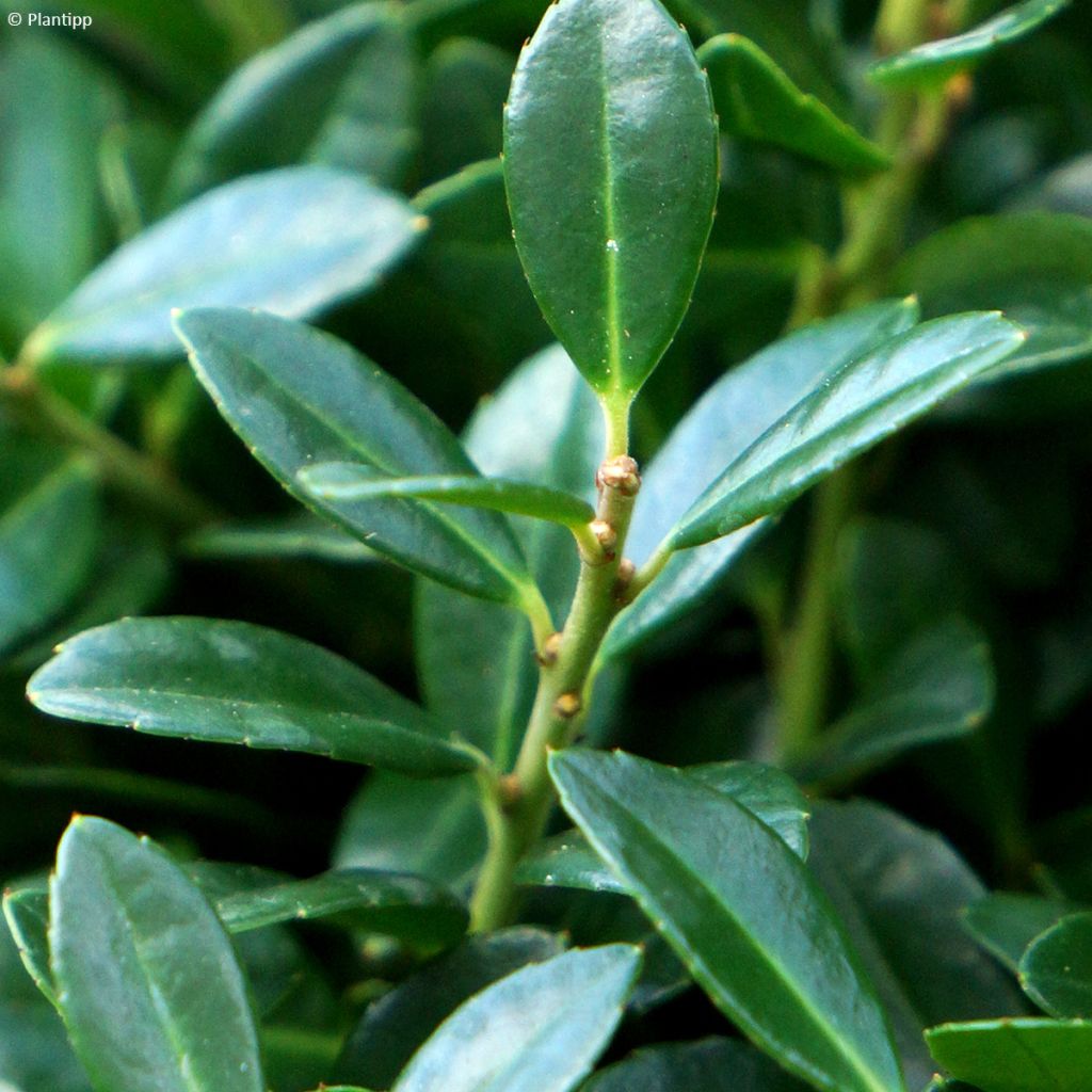 Ilex crenata Luxus - Crenate Holly