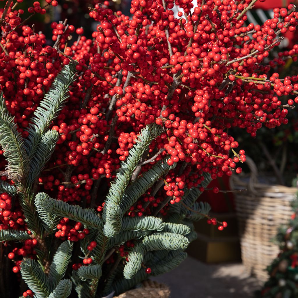 Ilex verticillata Magical Berry