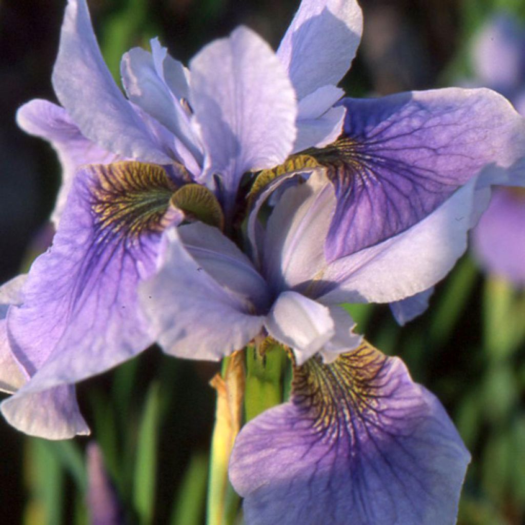 Iris sibirica Cool Spring - Siberian Iris