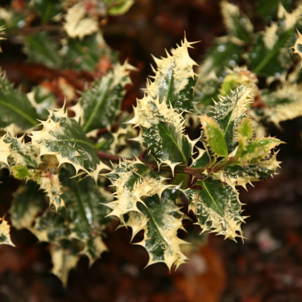 Ilex aquifolium Ferox Argentea - Common Holly