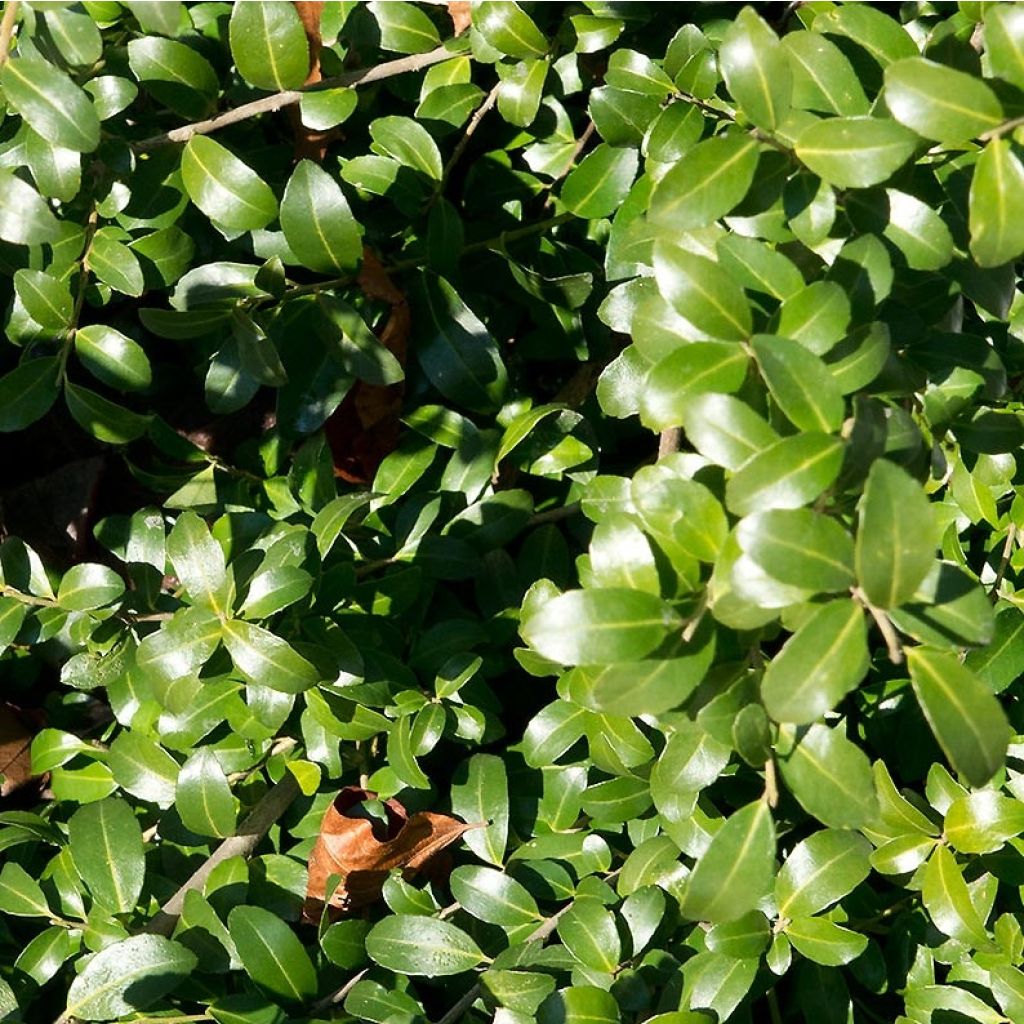 Ilex crenata Kinme