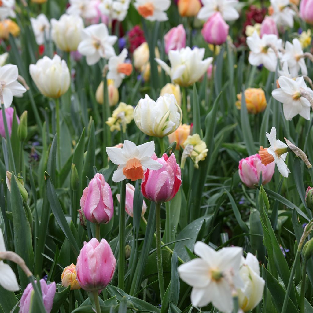 Inspiration collection - Spring bulbs in soft colours