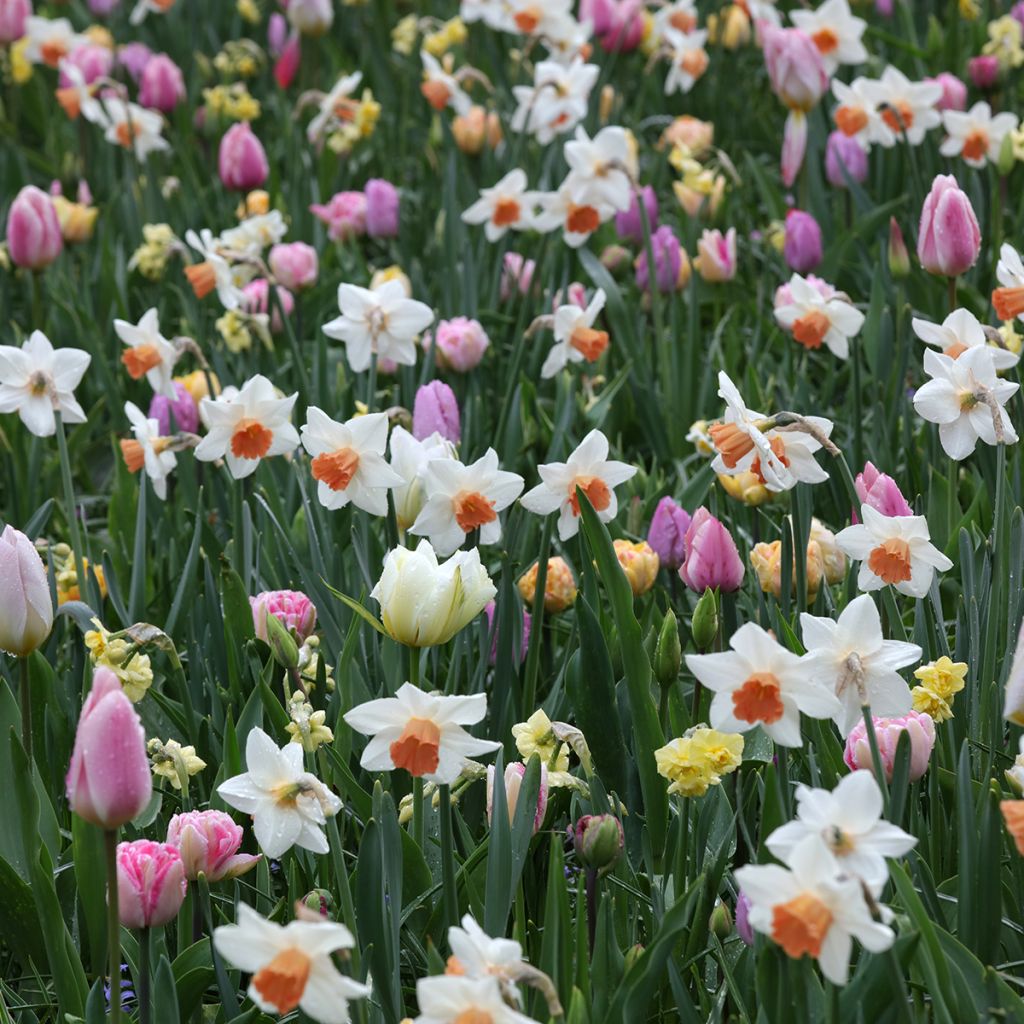 Inspiration collection - Spring bulbs in soft colours