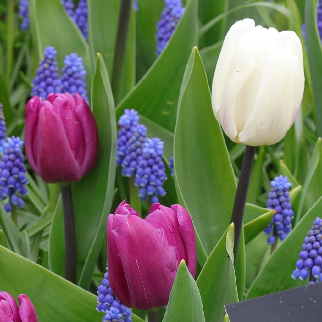 Inspiration collection - Spring Bulbs at Twilight