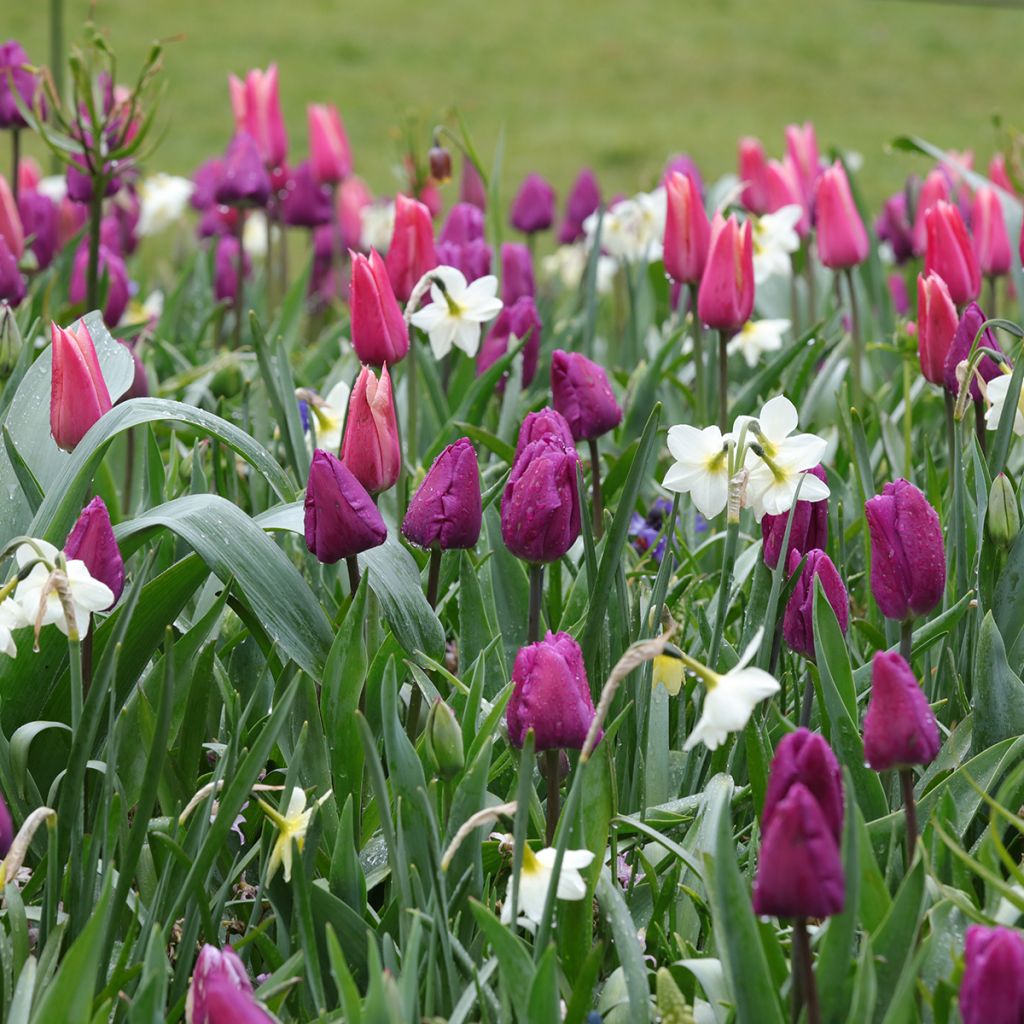 Inspiring collection of spring bulbs in purple, pink, and white