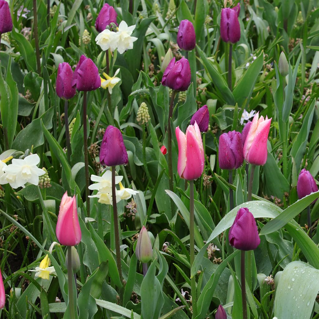 Inspiring collection of spring bulbs in purple, pink, and white