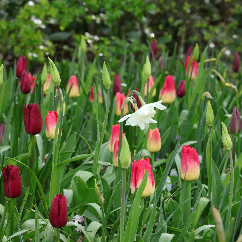 Inspiring Spring Bulb collection in Purple, Red and White