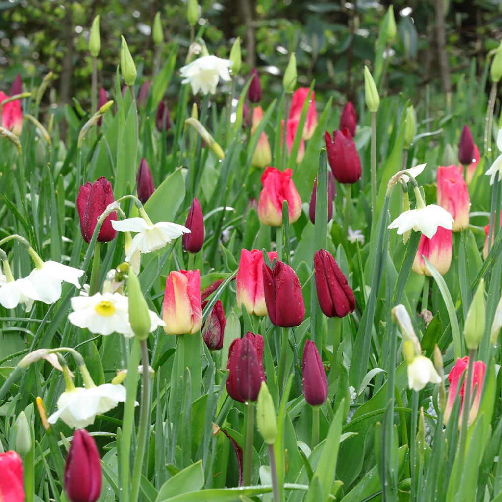 Inspiring Spring Bulb collection in Purple, Red and White