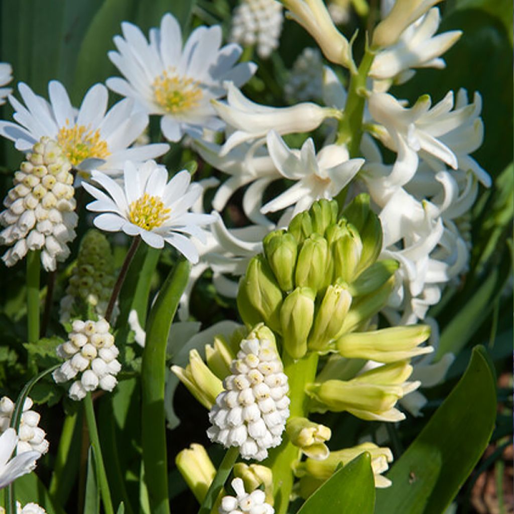 Inspiration collection of 40 small, white spring-flowering bulbs