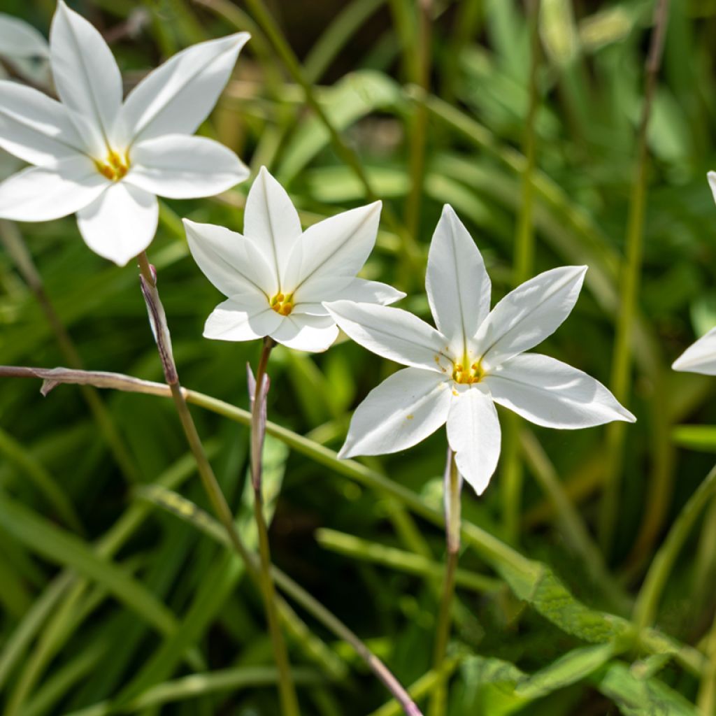 Ipheion uniflorum Alberto Castillo