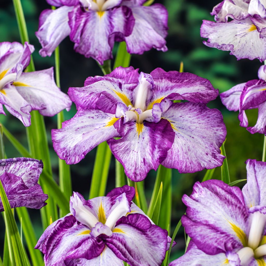 Iris ensata 'Dinner Plate Tiramisu' - Japanese water iris with huge ...