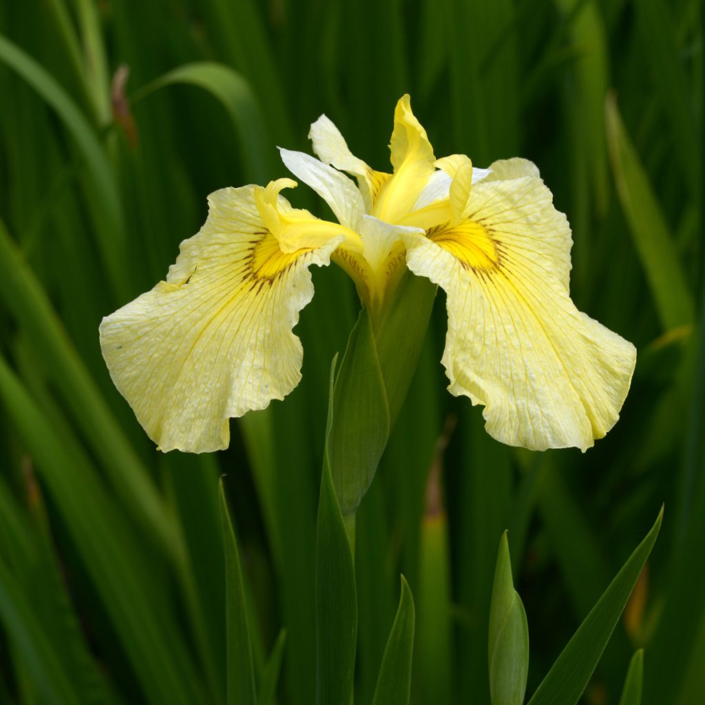 Iris ensata Aichi-no-Kagayaki - Japanese Water Iris