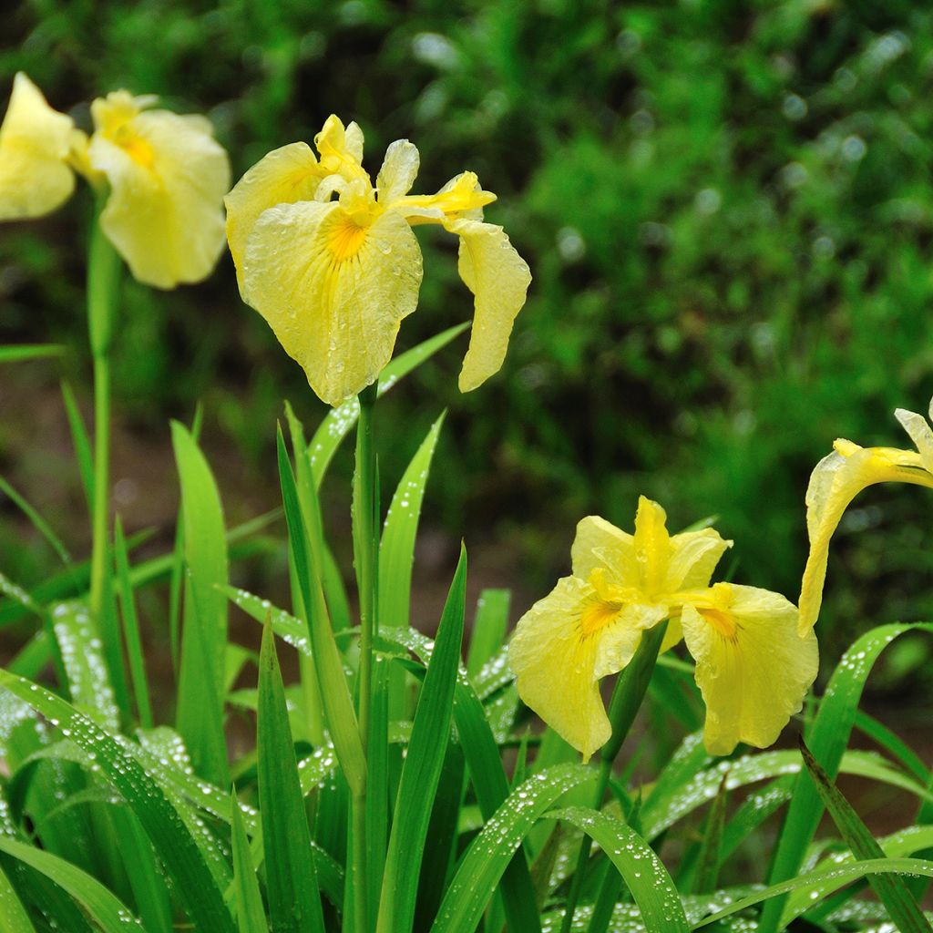 Iris ensata Aichi-no-Kagayaki - Japanese Water Iris