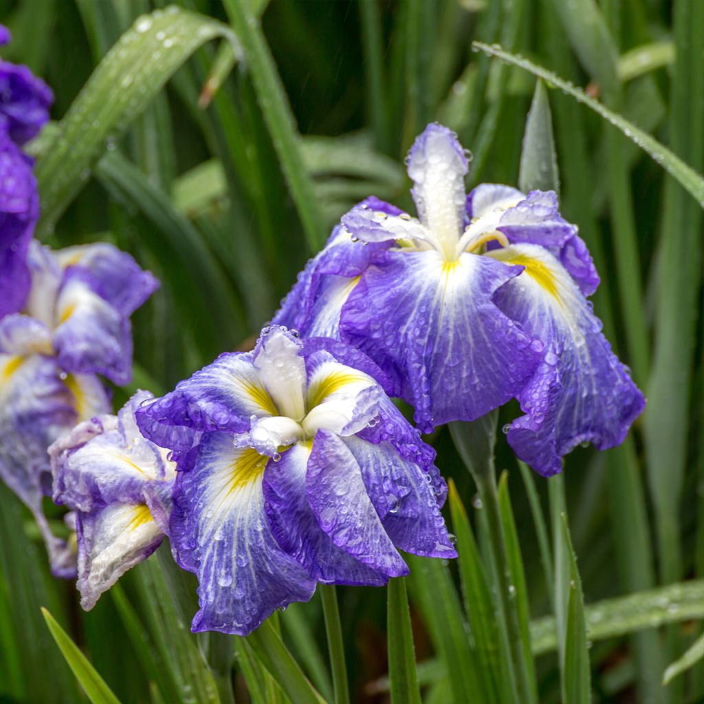 Iris du Japon - Iris ensata Ocean Mist