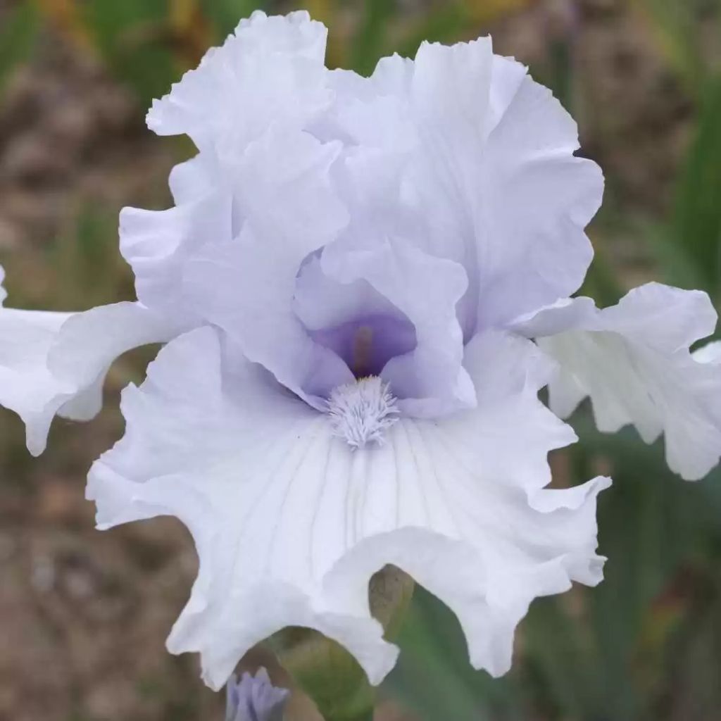 Iris After The Rain - Bearded iris