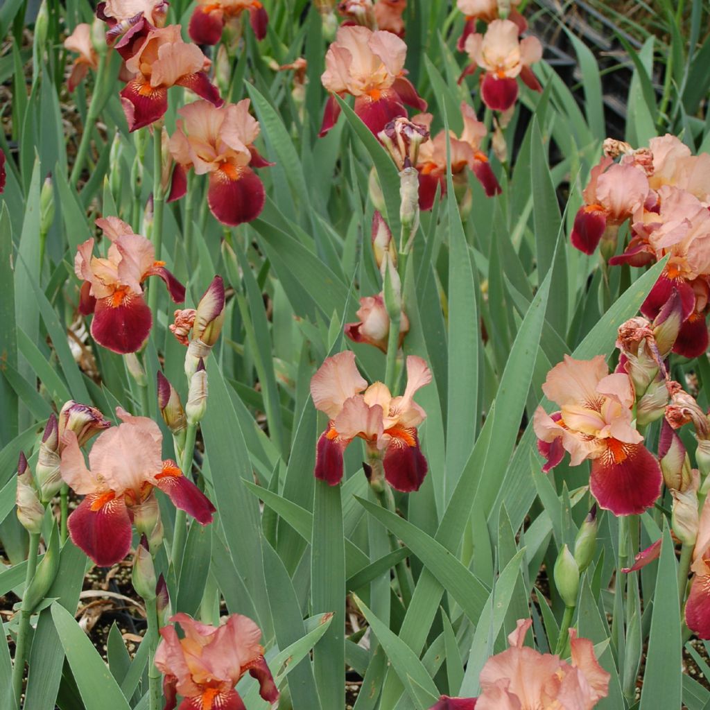 Iris germanica Cimarron Strip - Iris des Jardins