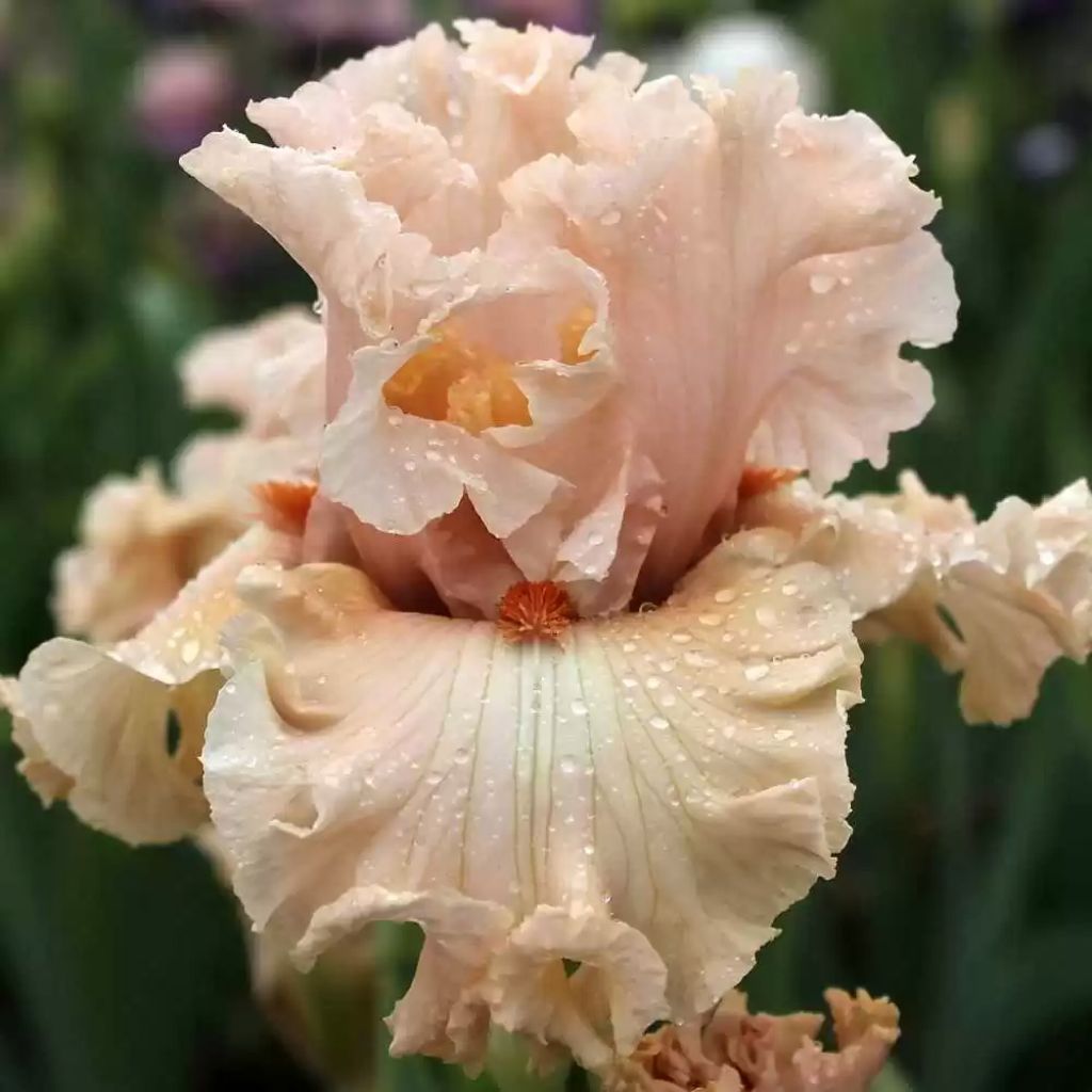 Iris Coralina - Bearded iris