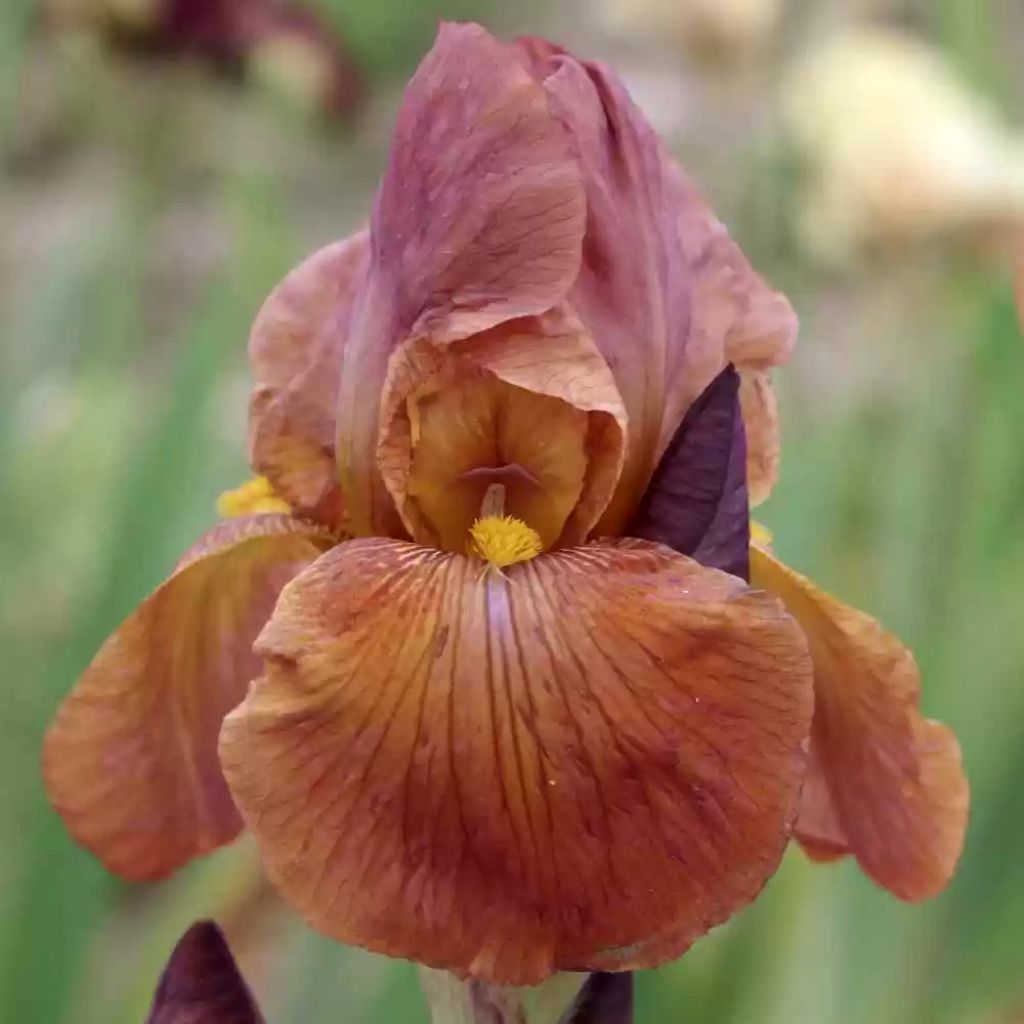 Iris Danse du Feu - Bearded iris