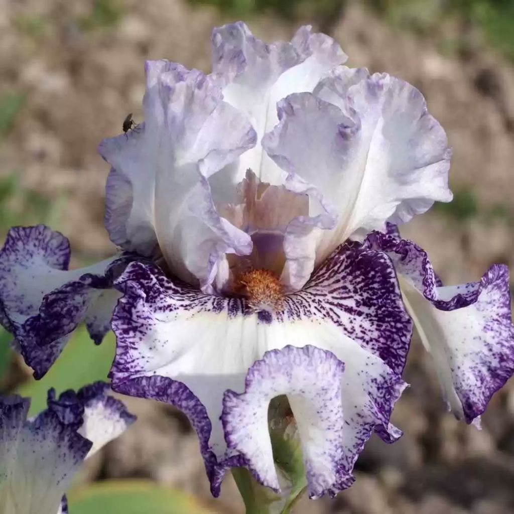 Iris En Pointillés - Bearded iris