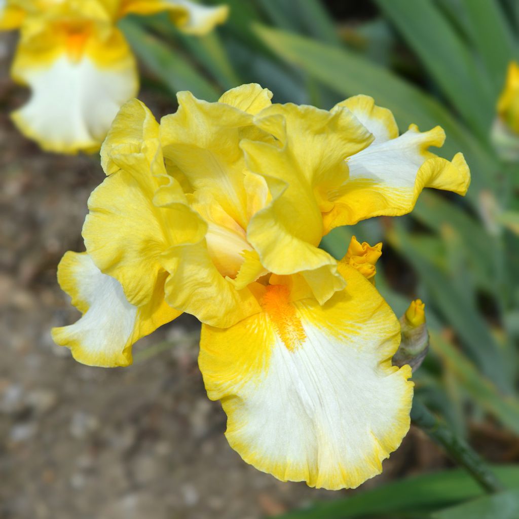 Iris germanica Fringe of Gold - Iris des Jardins