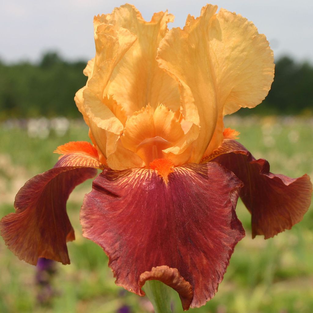 Iris Torero - Tall Bearded Iris