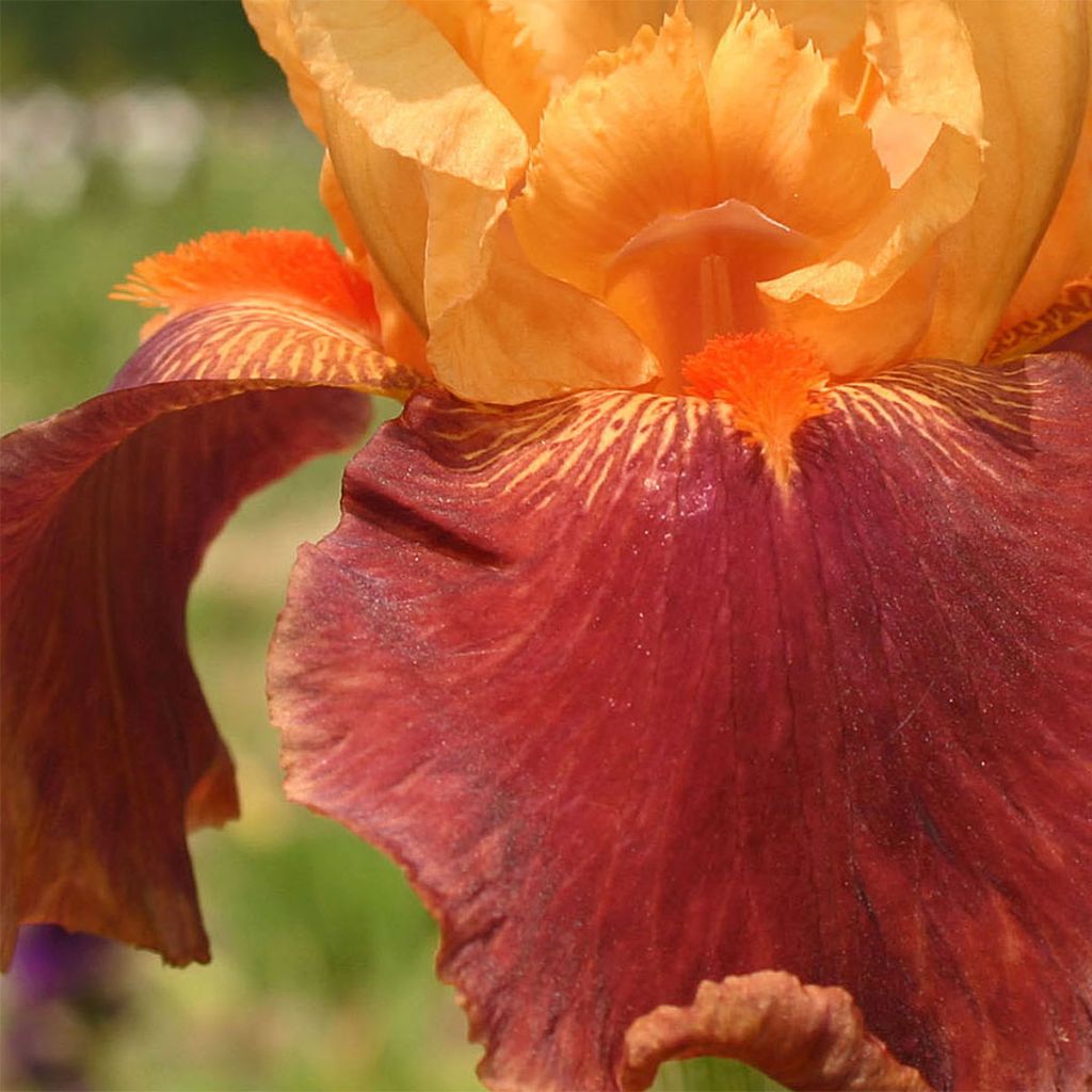 Iris Torero - Tall Bearded Iris