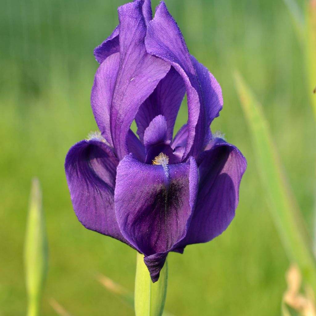 Iris hoogiana 