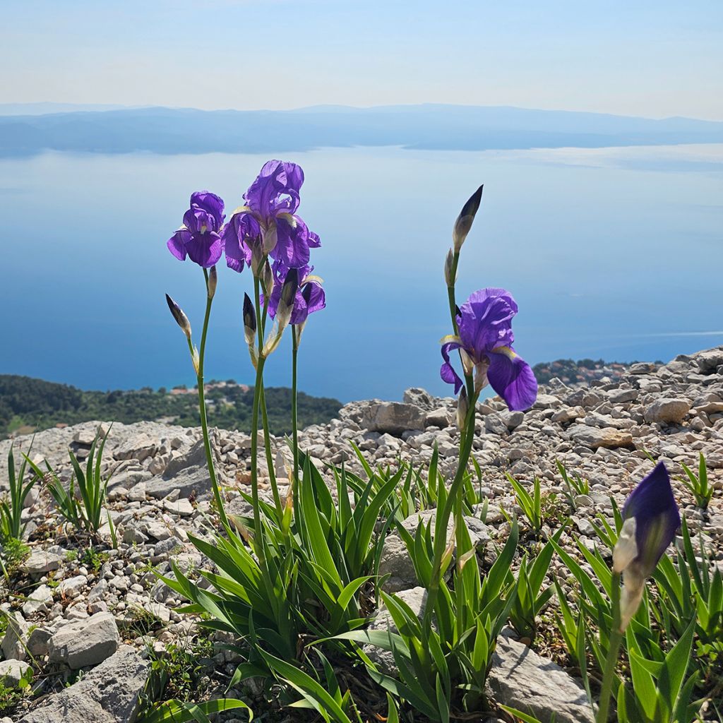 Iris illyrica