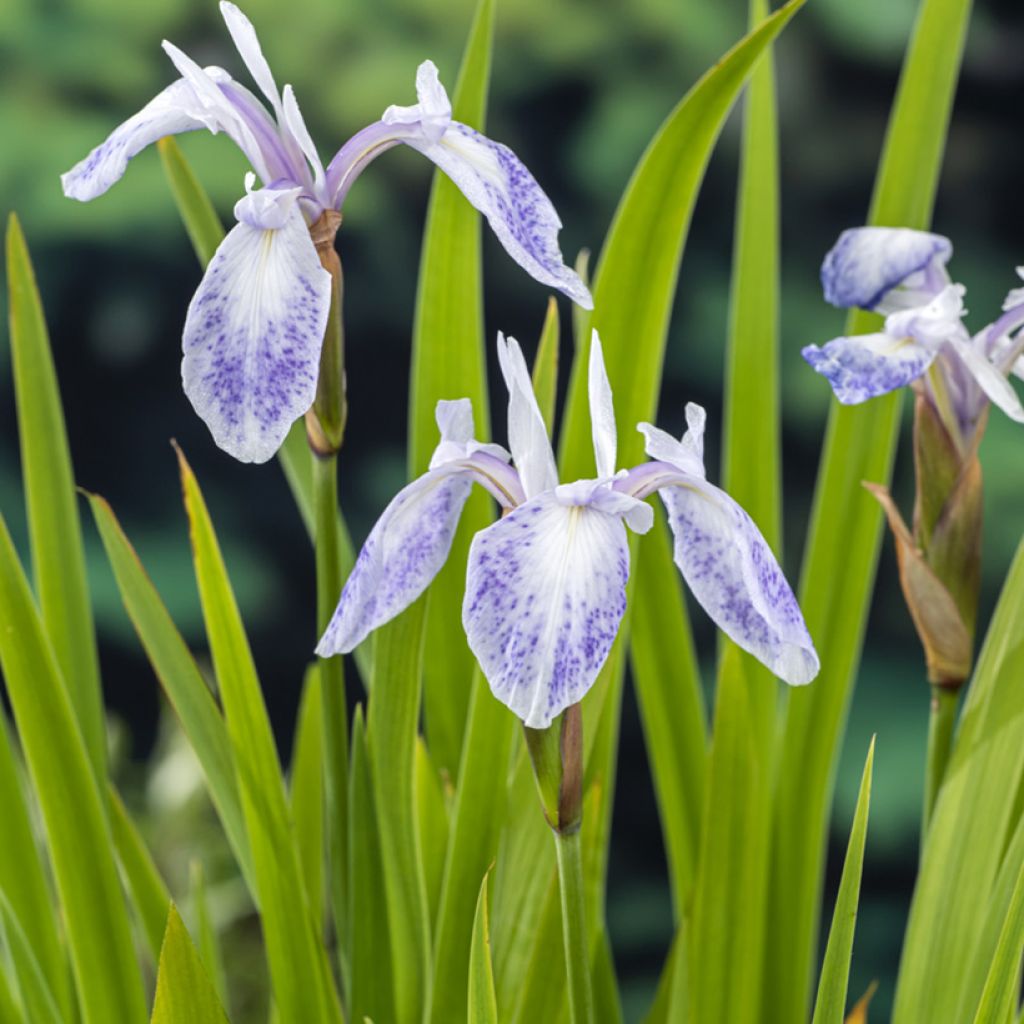 Iris laevigata Mottled Beauty - Water Iris