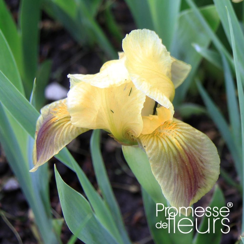 Iris pumila Green Spot - Iris des Jardins nain