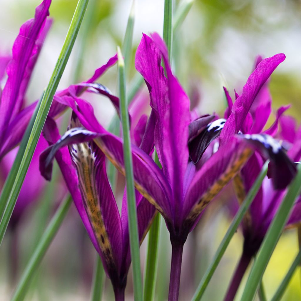 Iris reticulata Pauline