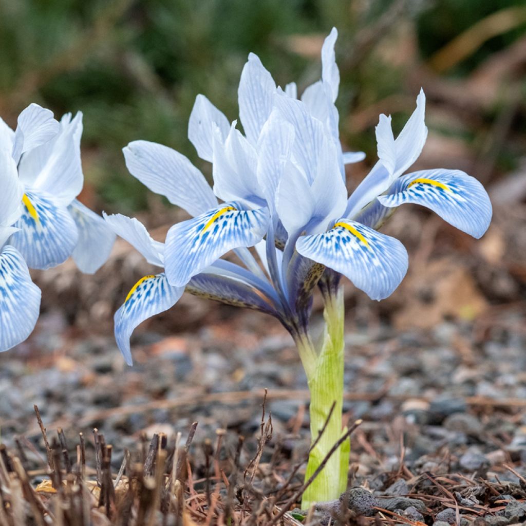 Iris reticulata Sheila Ann Germaney