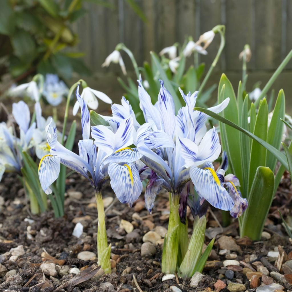 Iris reticulata Sheila Ann Germaney