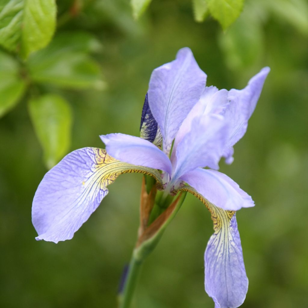 Iris sibirica Perrys Blue - Siberian Iris