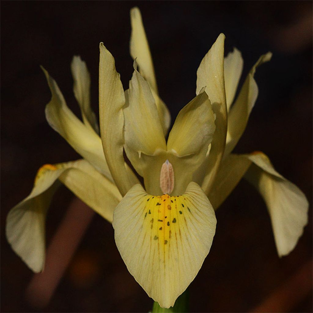 Iris winogradowii 