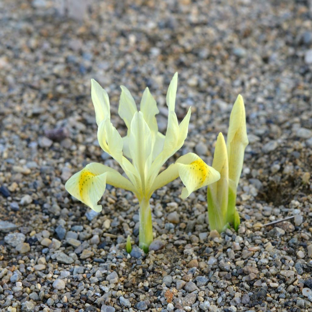 Iris winogradowii 