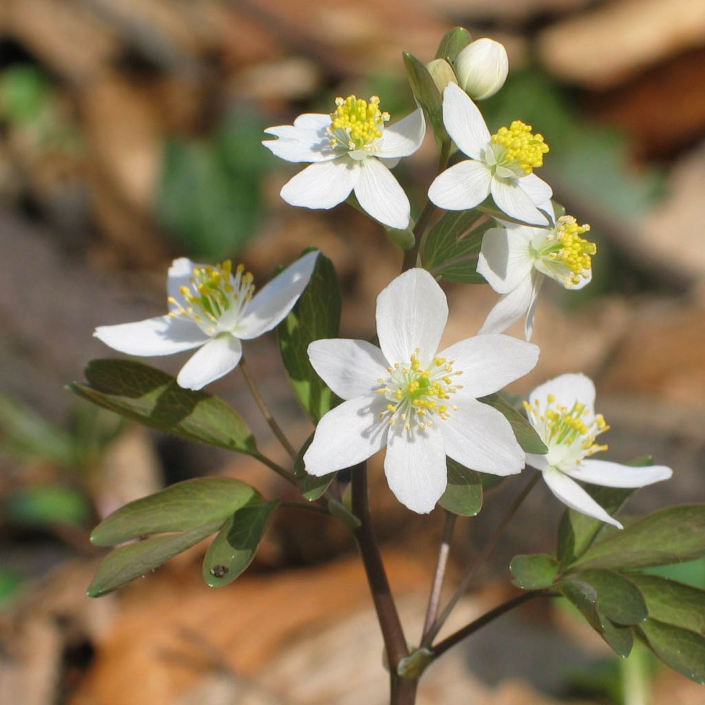 Isopyrum thalictroides