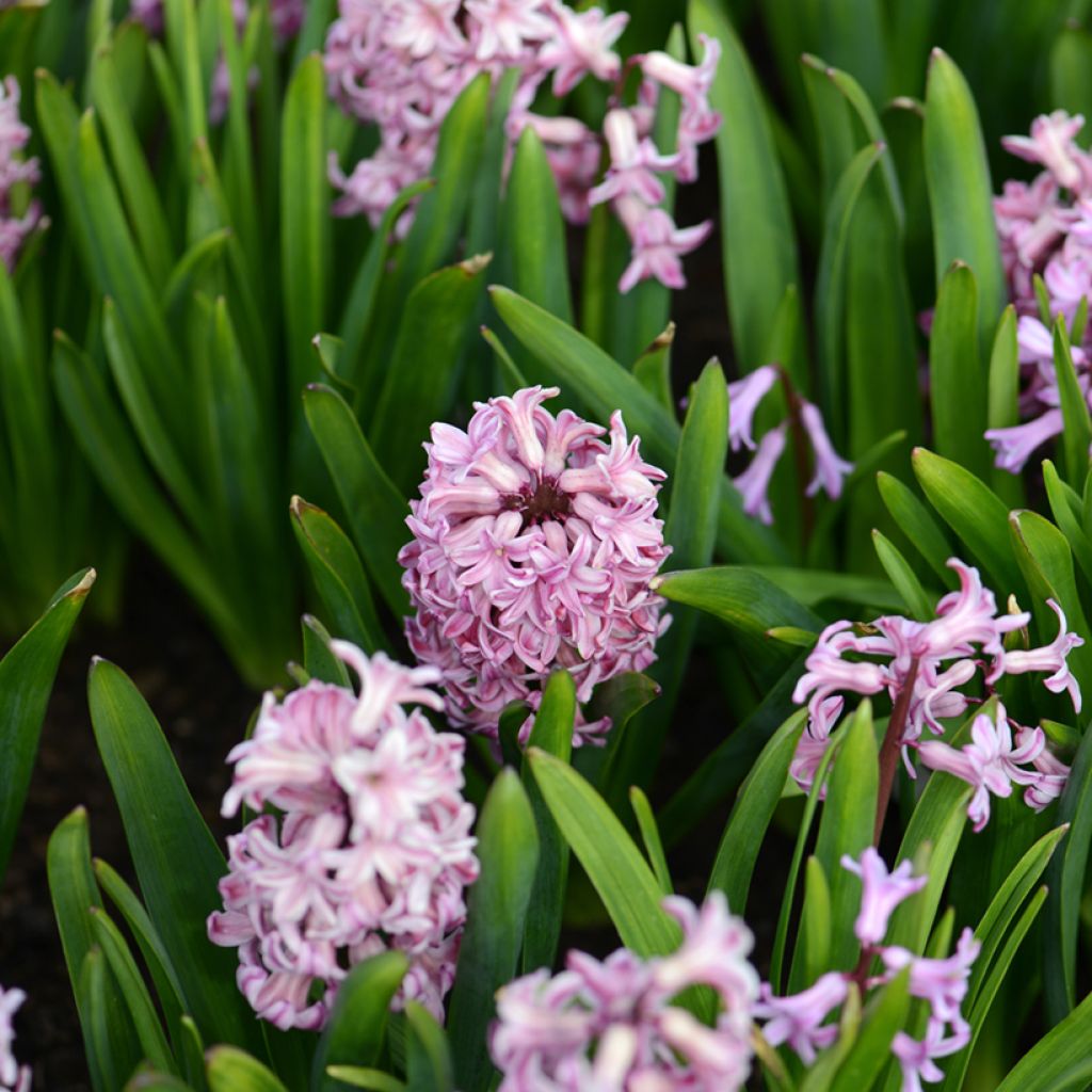 Hyacinthus orientalis Anna Liza