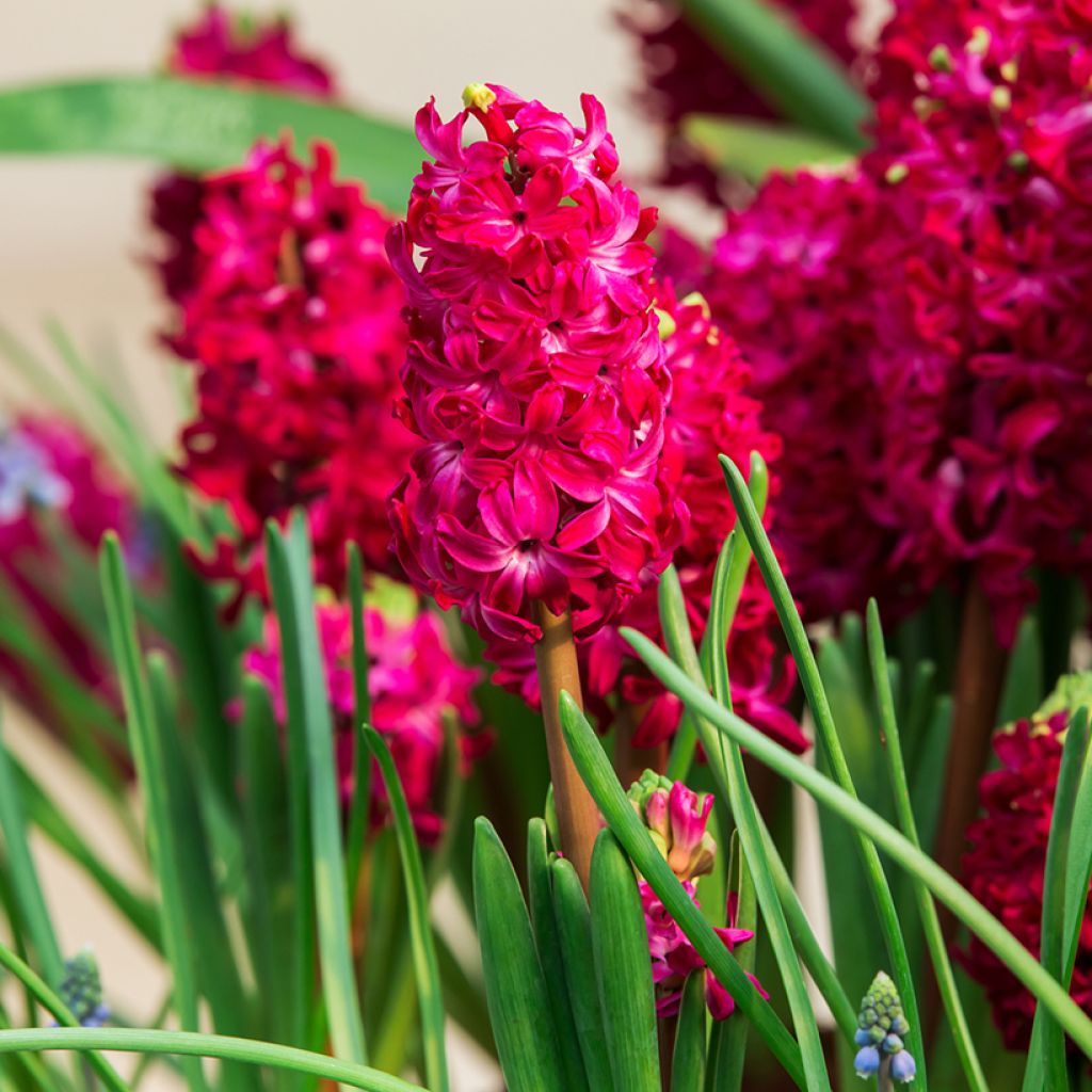 Hyacinthus orientalis Red Glory