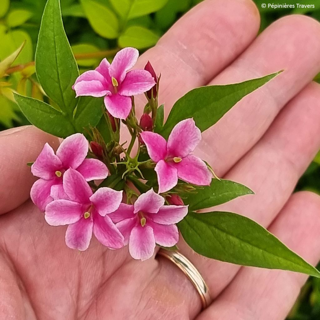 Jasminum stephanense Starry Starry Summer Scent