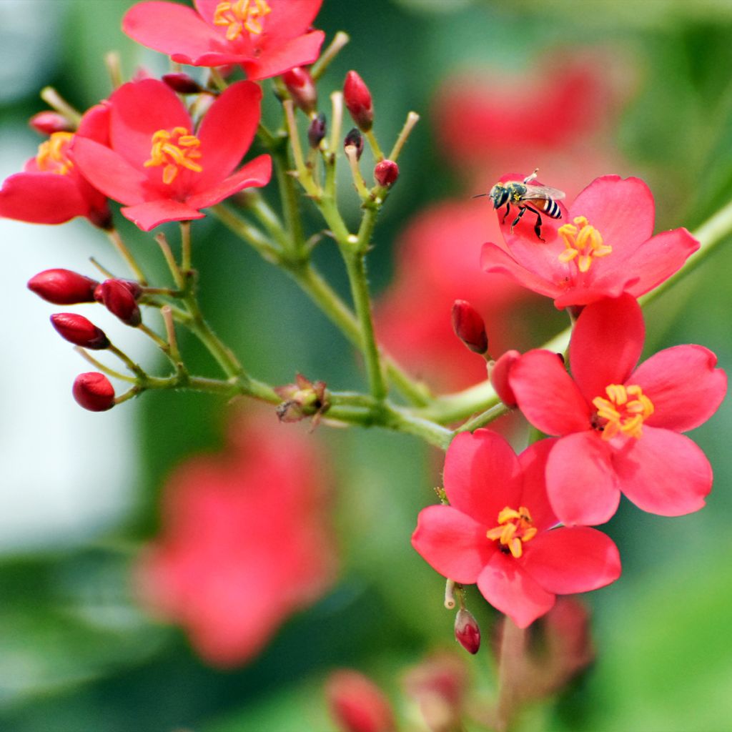 Jatropha integerrima - Jatropha fleur