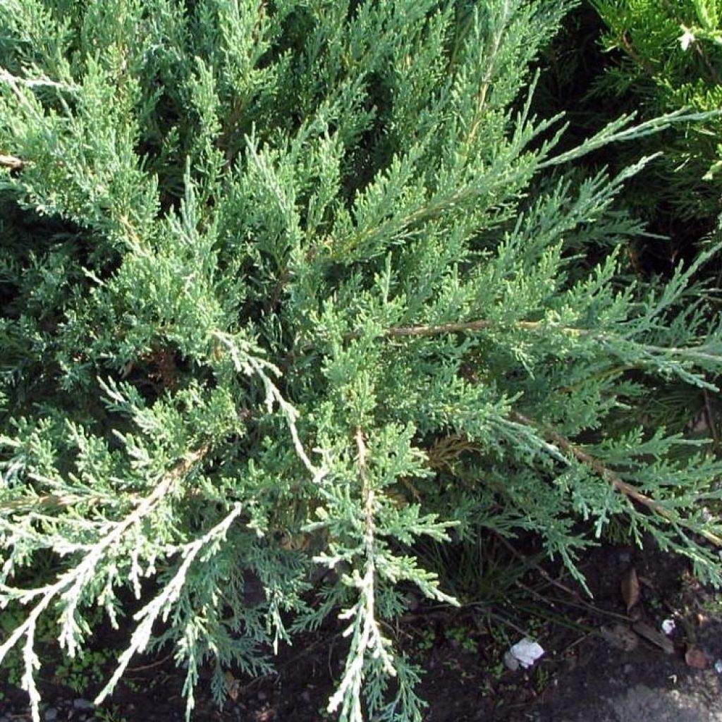 Juniperus x pfitzeriana Hetzii